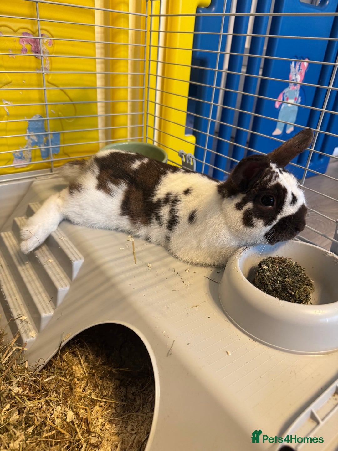 Mixed Breed rabbits for sale: 5 months old - Rabbit for sale in Waltham Cross - Image 4