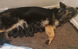 German Shepherd dogs for sale: CUTE 3/4 GERMAN SHEPHERD PUPPIES READY 27th AUGUST - Image 8