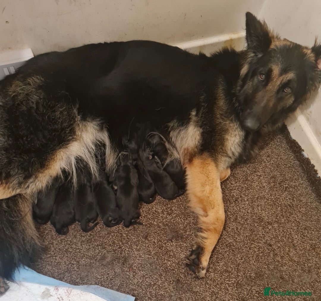 German Shepherd dogs for sale: CUTE 3/4 GERMAN SHEPHERD PUPPIES READY 27th AUGUST - Image 8