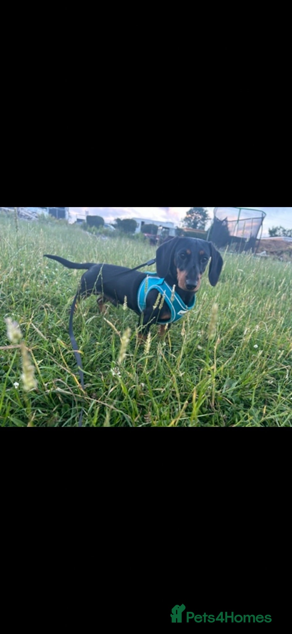 Dachshund dogs Mini dachshund  - Advert 1