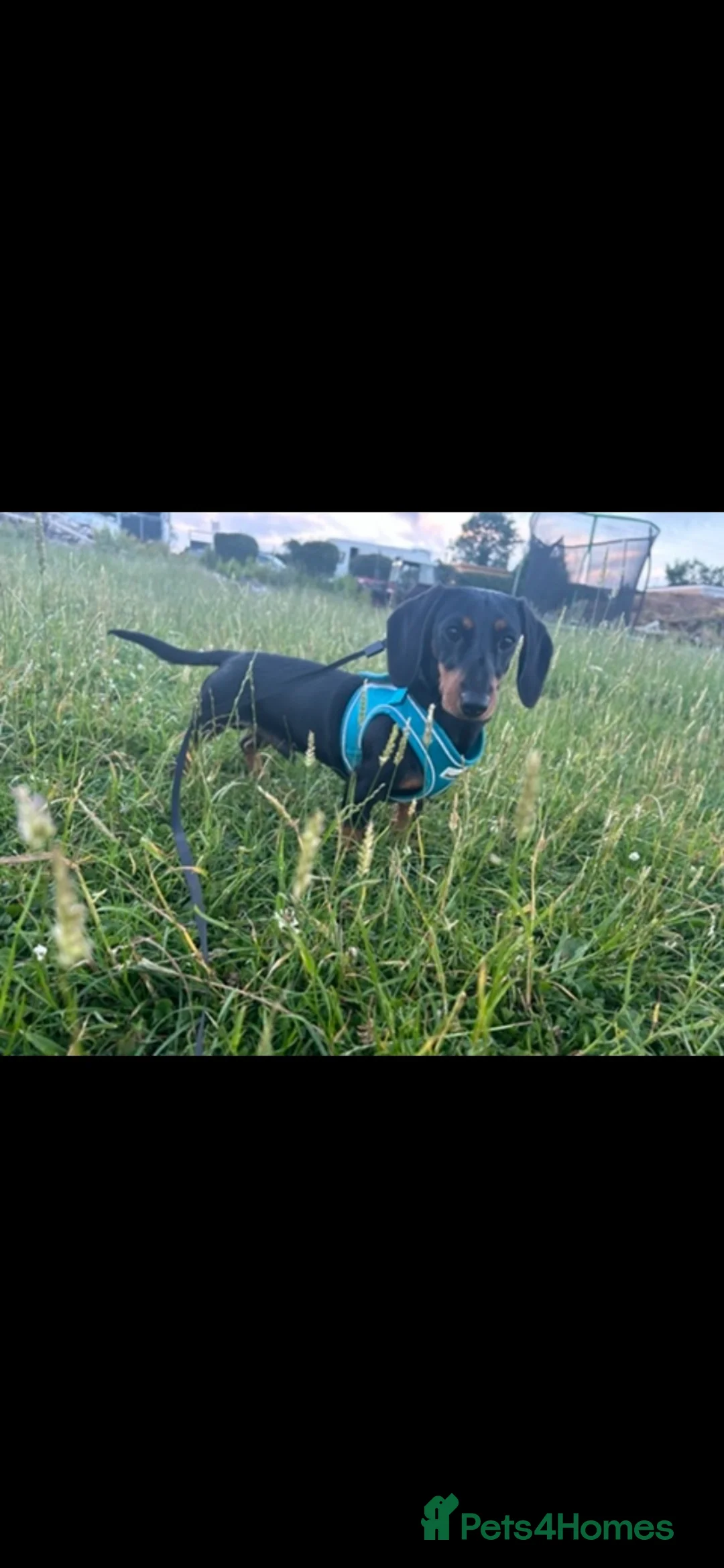 Dachshund dogs for sale: Mini dachshund  - Advert 1