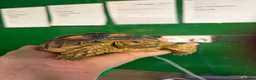 Tortoise reptiles for sale: Gorgeous 1 Year Old Sulcata Tortoise  in Sandy - Advert 3