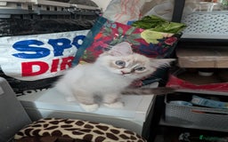 Ragdoll cats for sale: 14 week old Ragdoll Sad Re-home - Image 2