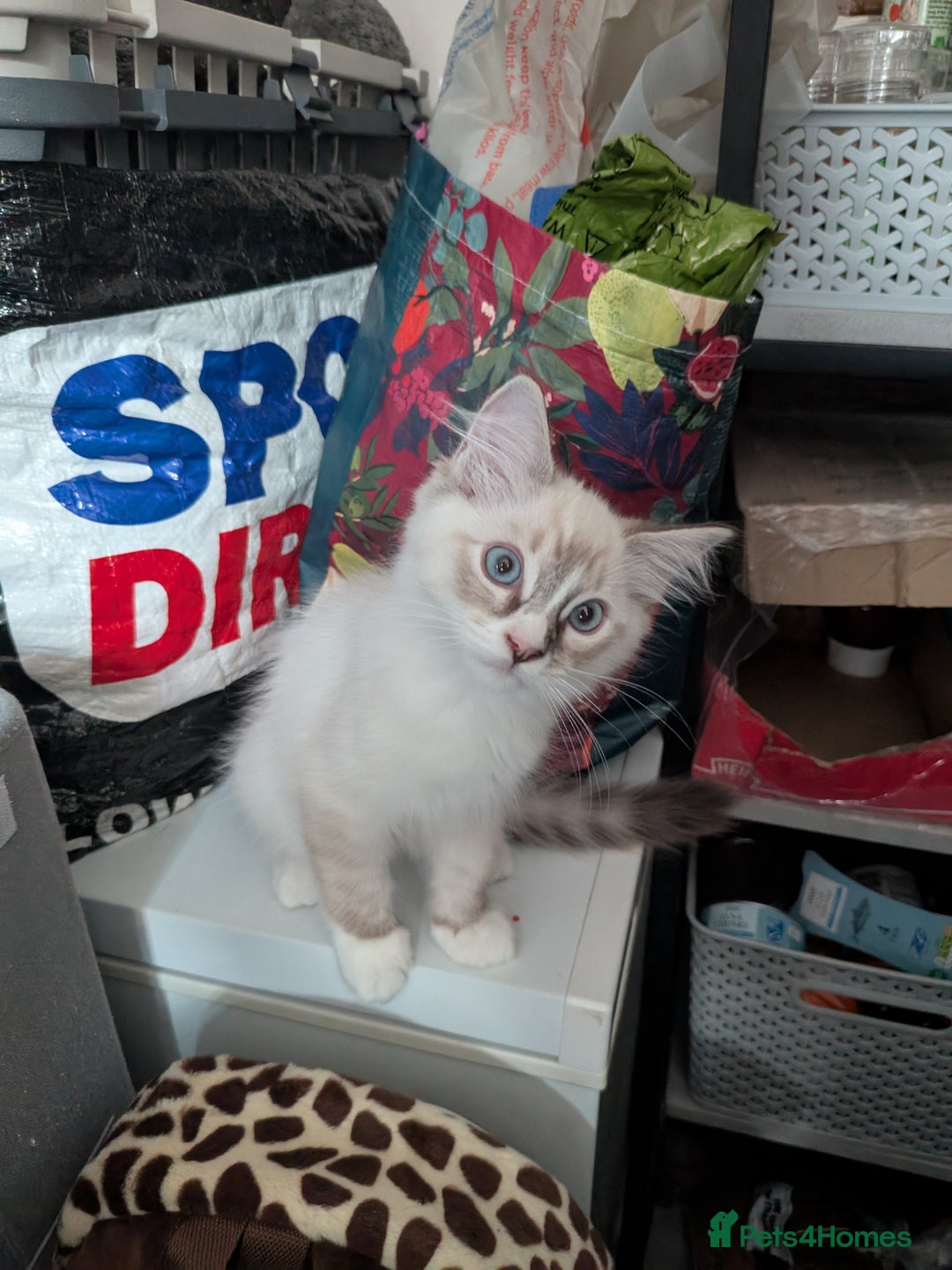 Ragdoll cats for sale: 14 week old Ragdoll Sad Re-home - Image 2