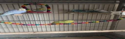 Budgerigars birds for sale: Male and female budgies - Advert 6