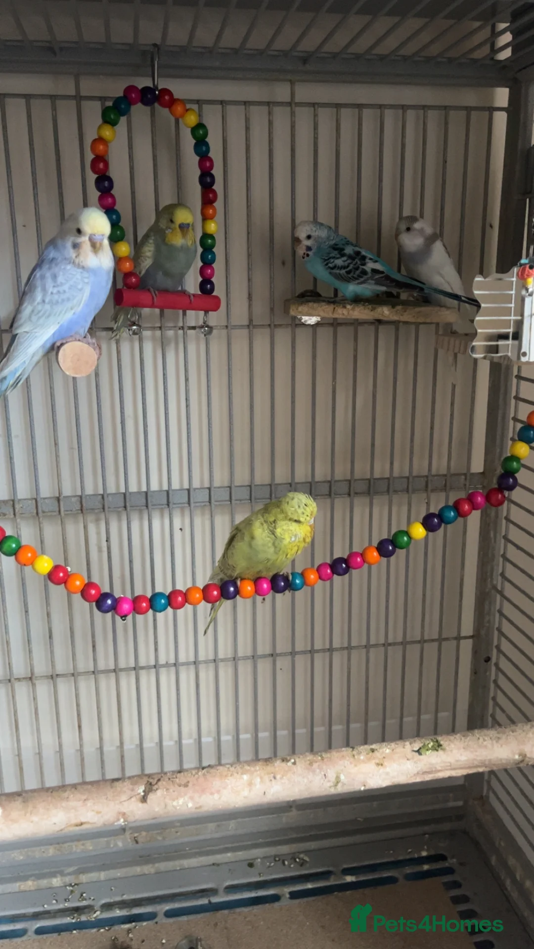 Budgerigars birds for sale: Male and female budgies - Advert 6