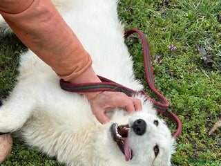 Mixed Breed dogs Elena - Marlborough Wiltshire - Advert 17