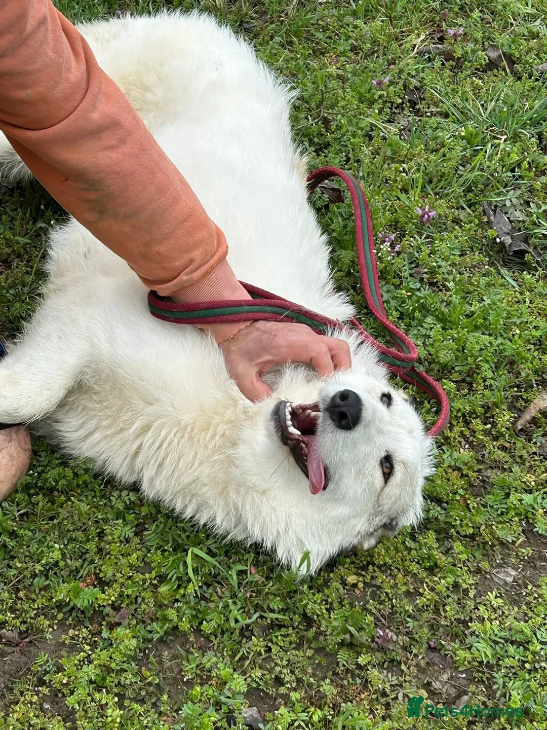 Mixed Breed dogs for adoption: Elena - Marlborough Wiltshire  - Advert 1