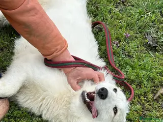 Mixed Breed dogs Elena - Marlborough Wiltshire - Advert 6