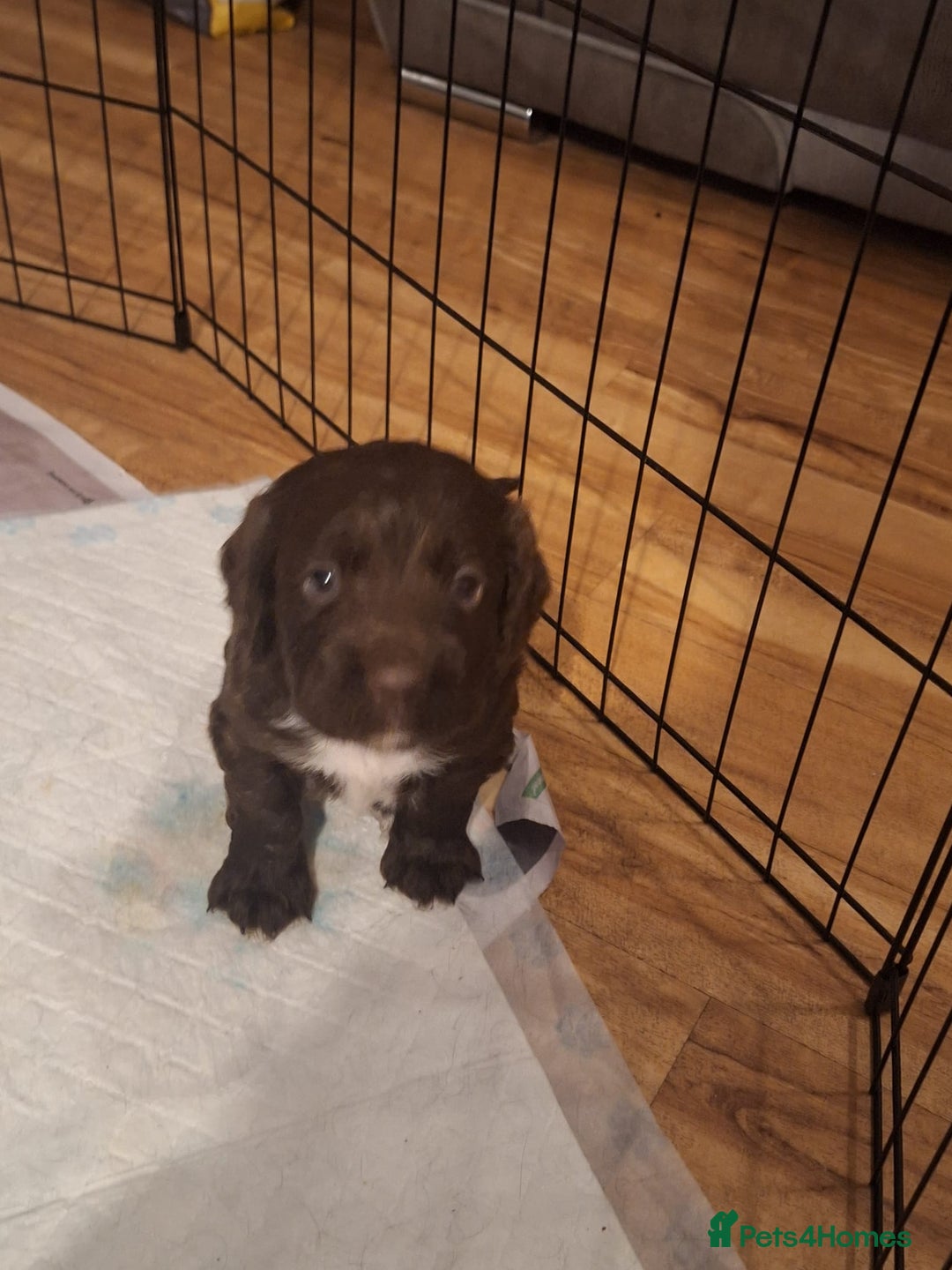 Cocker Spaniel dogs for sale: Cocker spaniel puppies - Advert 4