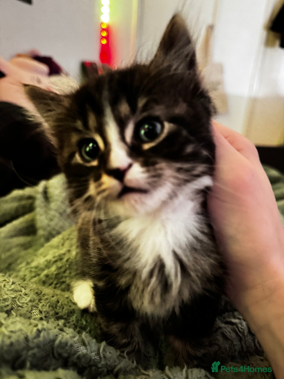 Mixed Breed cats for sale: The cutest Mixed Kittens - Image 11