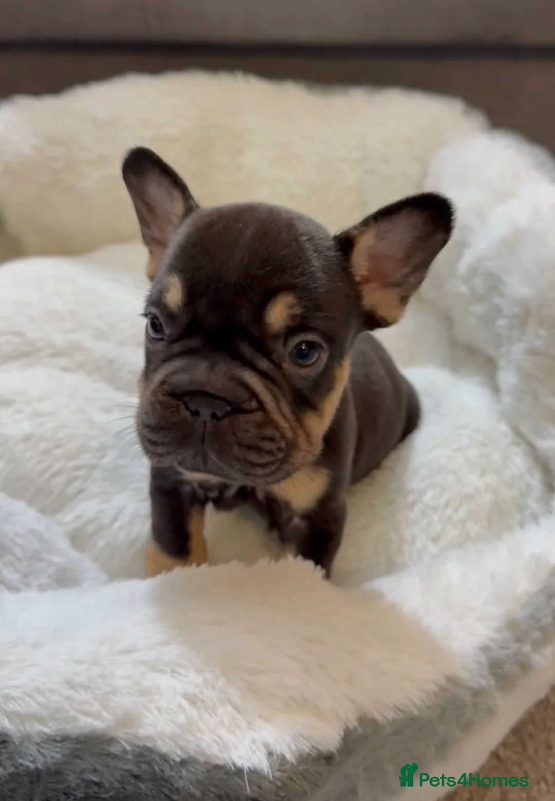 French Bulldog dogs for sale: Frenchies in Chocolate & Tan and Rojo - Advert 5