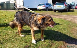 Mixed Breed dogs for adoption: Meet Little BEAR, a Lovely but naughty Boy... - Image 20