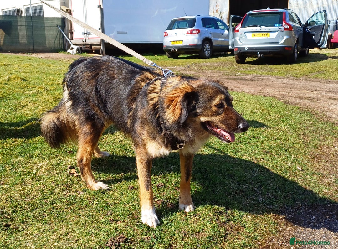 Mixed Breed dogs for adoption: Meet Little BEAR, a Lovely but naughty Boy... - Image 20