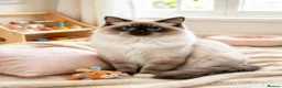 Ragdoll cats for sale: 🐱 Beautiful Ragdoll Kittens - Advert 2