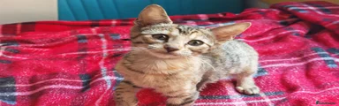 Chickpea