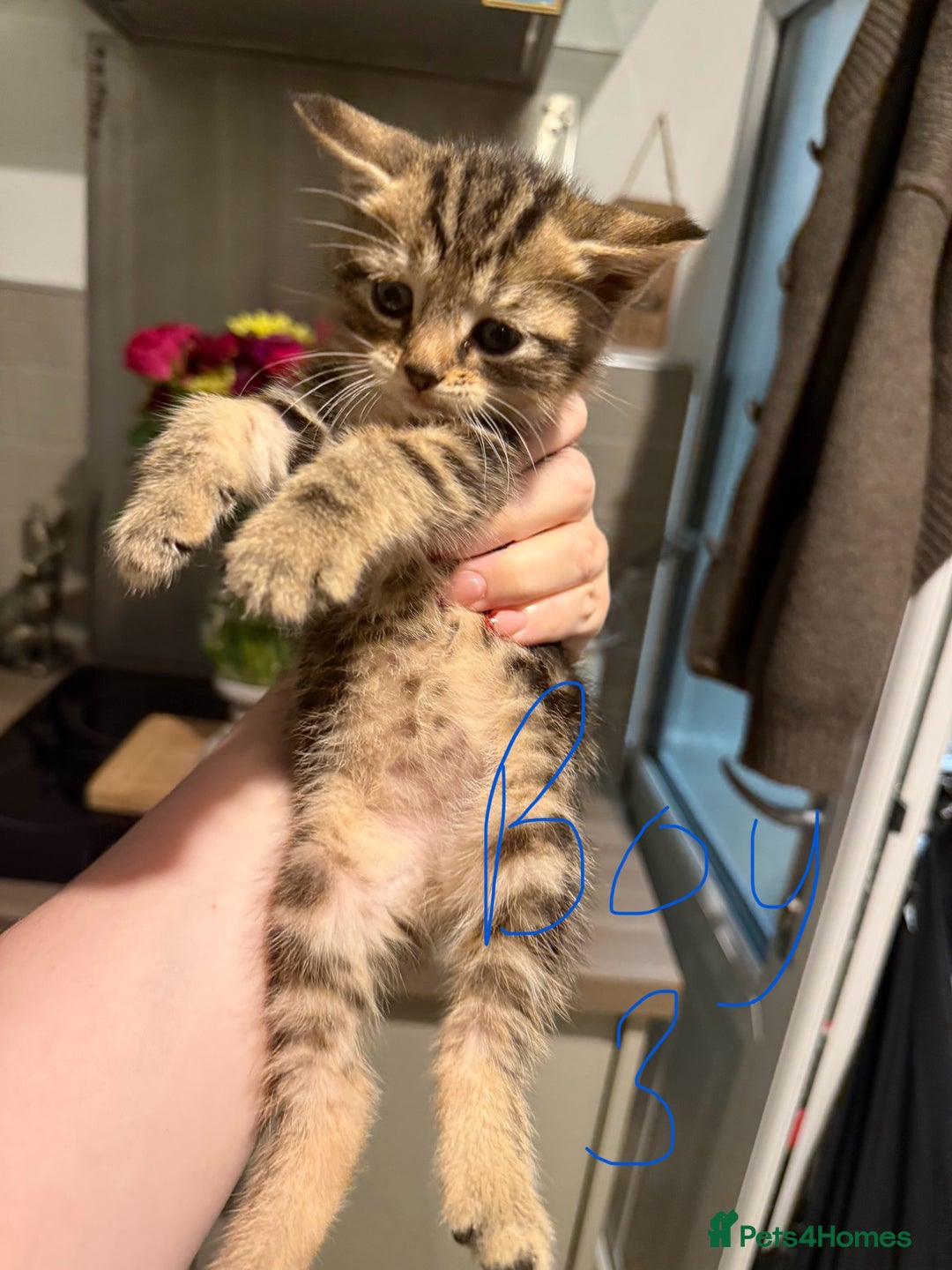 Mixed Breed cats for sale: Last 2 kittens out of a litter of 6 for sale! - Image 1