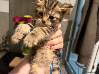 Mixed Breed cats - Advert 5