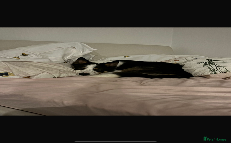 Border Collie dogs Ted, beautiful pet - Advert 13