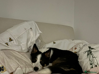 Border Collie dogs Ted, beautiful pet - Advert 5