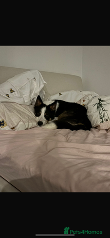 Border Collie dogs Ted, beautiful pet - Advert 13