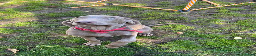 Ivar Weimaraner x sprocker