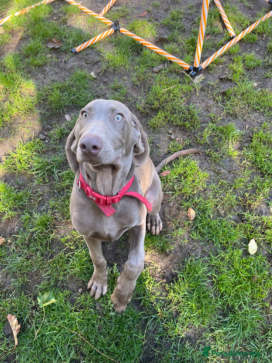Mixed Breed dogs for sale: Ivar Weimaraner x sprocker - Image 1