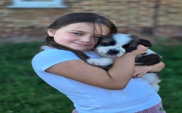 Saint Bernard dogs for sale: Saint bernard puppies READY END OF NEXT WEEK - Image 28
