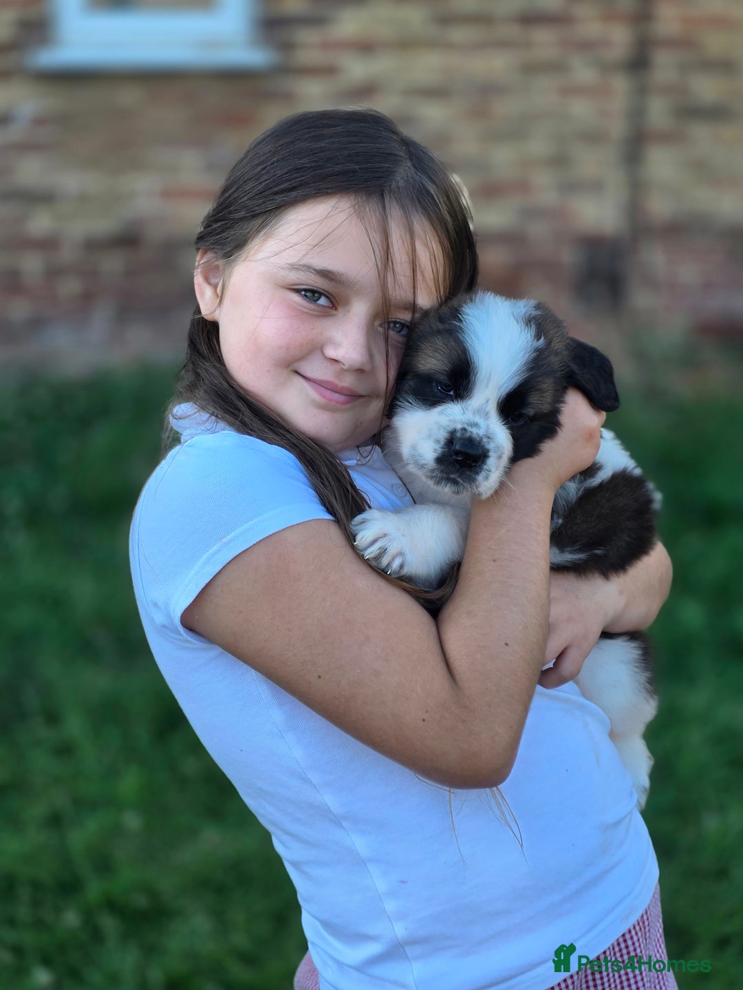 Saint Bernard dogs for sale: Saint bernard puppies READY END OF NEXT WEEK - Image 28