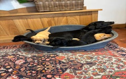 Goldador dogs for sale: GORGEOUS GOLDADORS  - Image 7