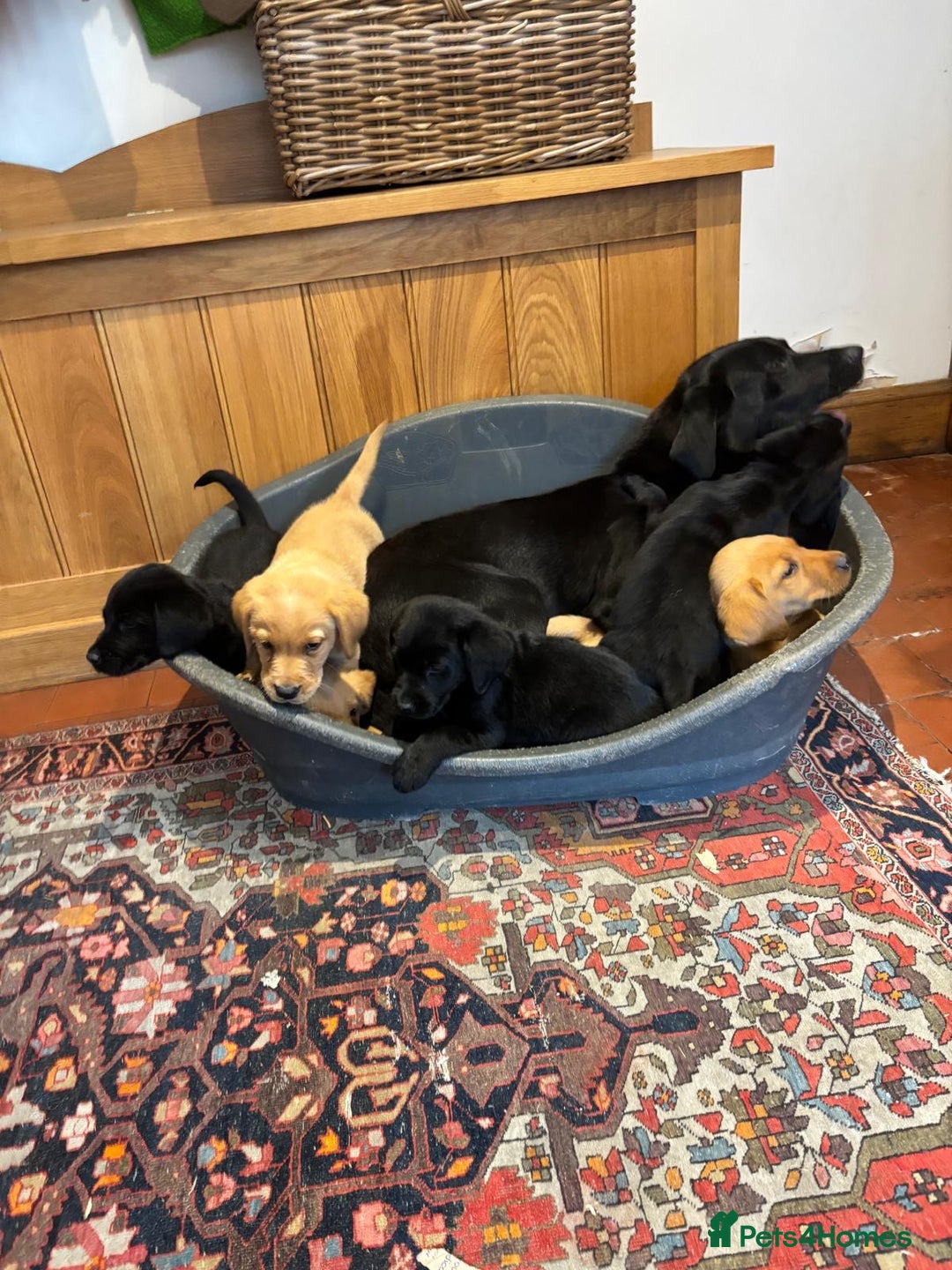 Goldador dogs for sale: GORGEOUS GOLDADORS  - Image 7