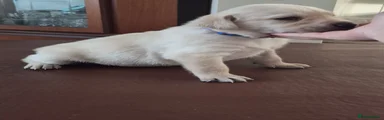 Labrador Retriever 4