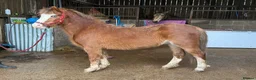 Welsh Section A horses for sale: Little pops -looking for a new best friend  - Advert 2