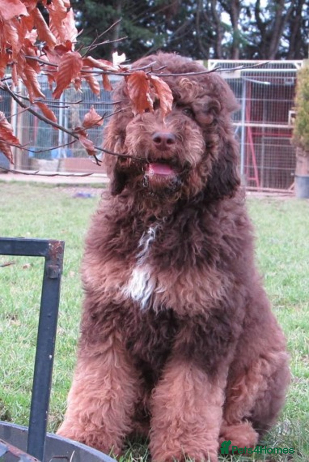 Standard Poodle dogs for stud: STUNNING STANDARD POODLE AT STUD in Doncaster - Image 4