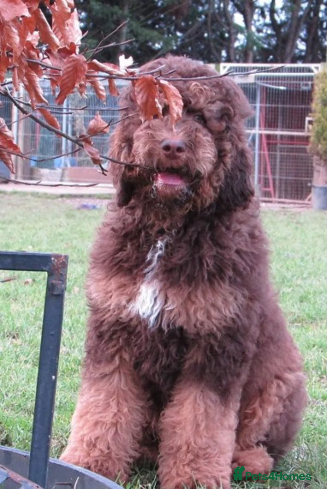 Standard Poodle dogs for stud: STUNNING STANDARD POODLE AT STUD in Doncaster - Advert 4