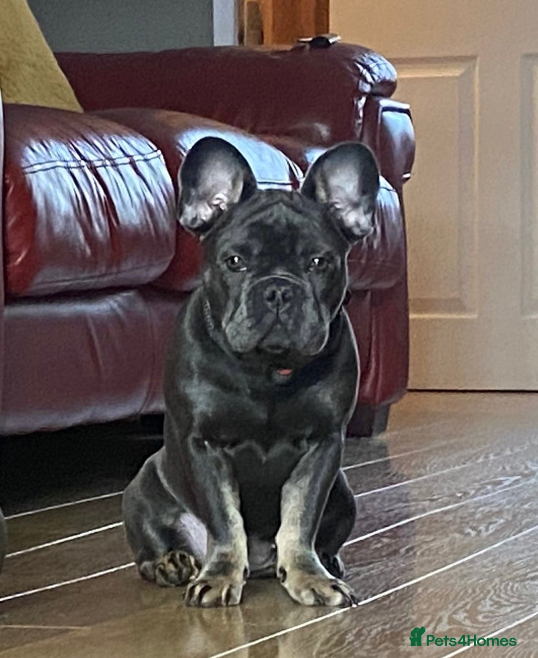 French Bulldog dogs for sale: Kc reg blue n tan female for sale  - Advert 2