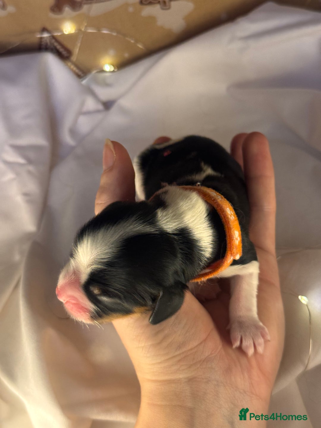 Cavalier King Charles Spaniel dogs for sale: Stunning pups DNA HEALTH TESTED PARENTS  - Advert 12