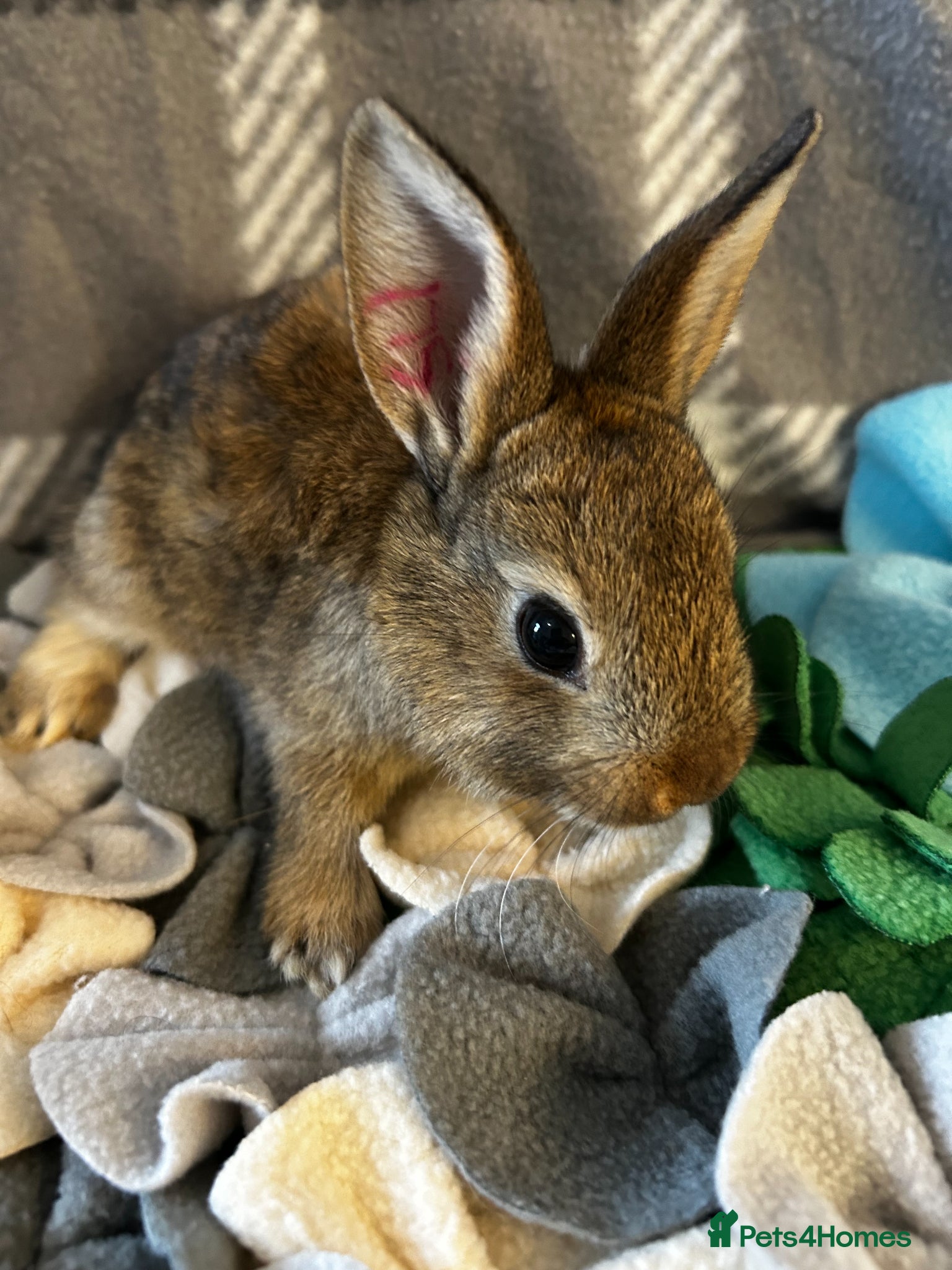 Mixed Breed rabbits for sale: Adorable baby rabbits ready for sale now - Advert 12