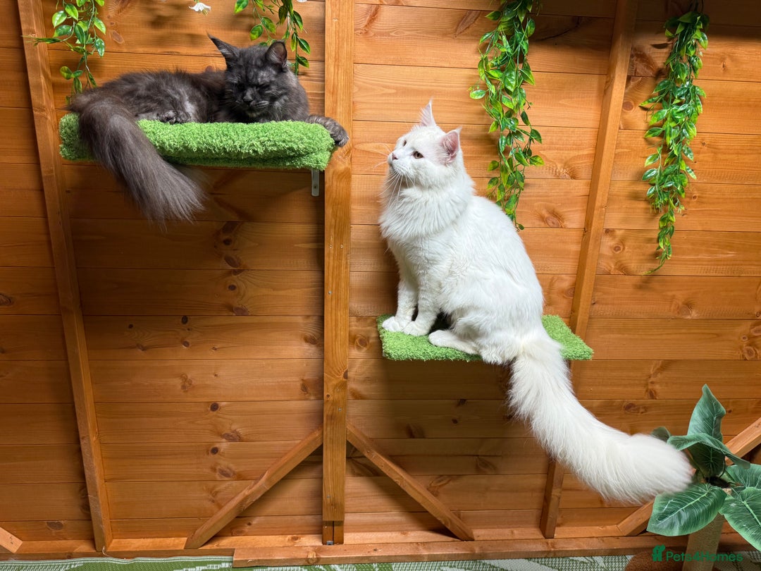 Maine Coon cats for sale: ANDERPRIDE HAVE KITTENS- INTEREST  OPEN  - Image 27