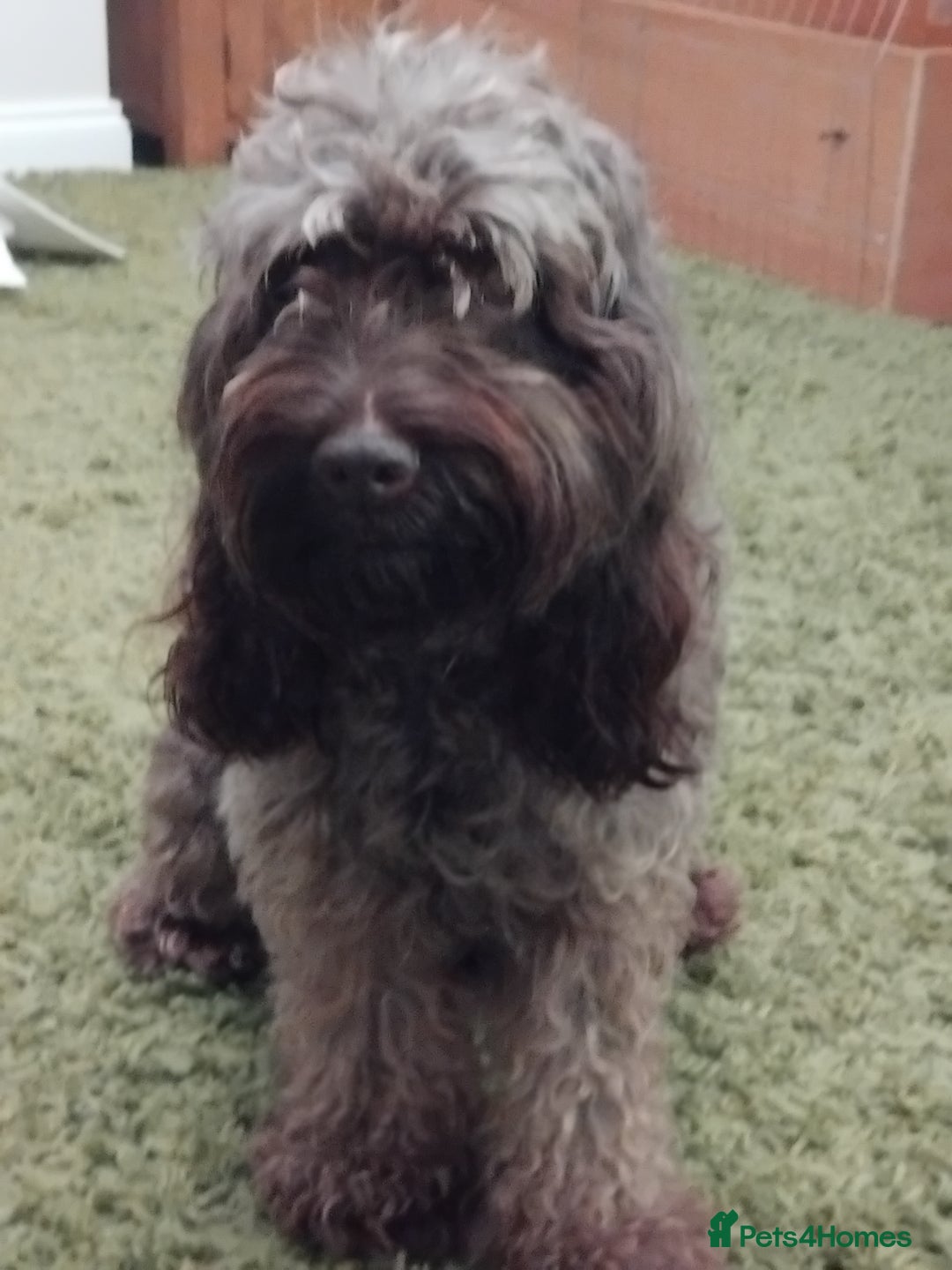 Cockapoo dogs for sale: Cockapoo puppies  - Advert 3