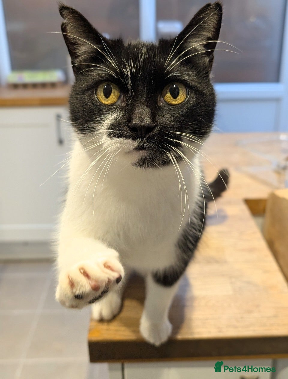 British Shorthair cats New home for Elvis and Tigger - Advert 2