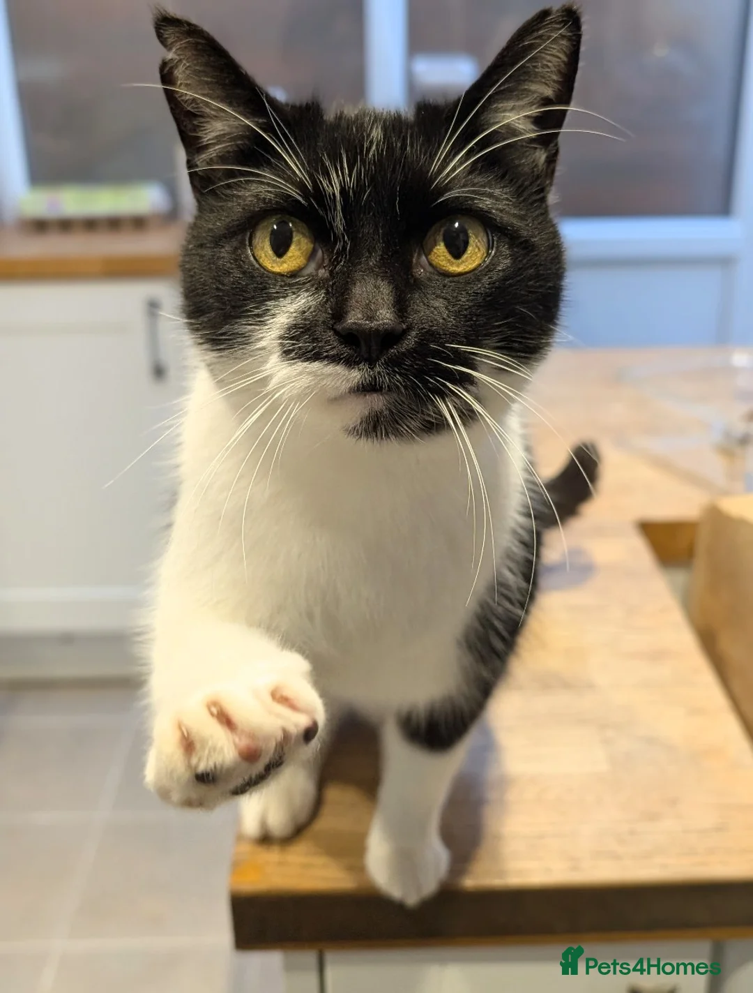 British Shorthair cats for sale: New home for Elvis and Tigger - Advert 2