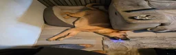Mixed Breed dogs for sale: Ridgeback cross for sale in Nottingham - Advert 2