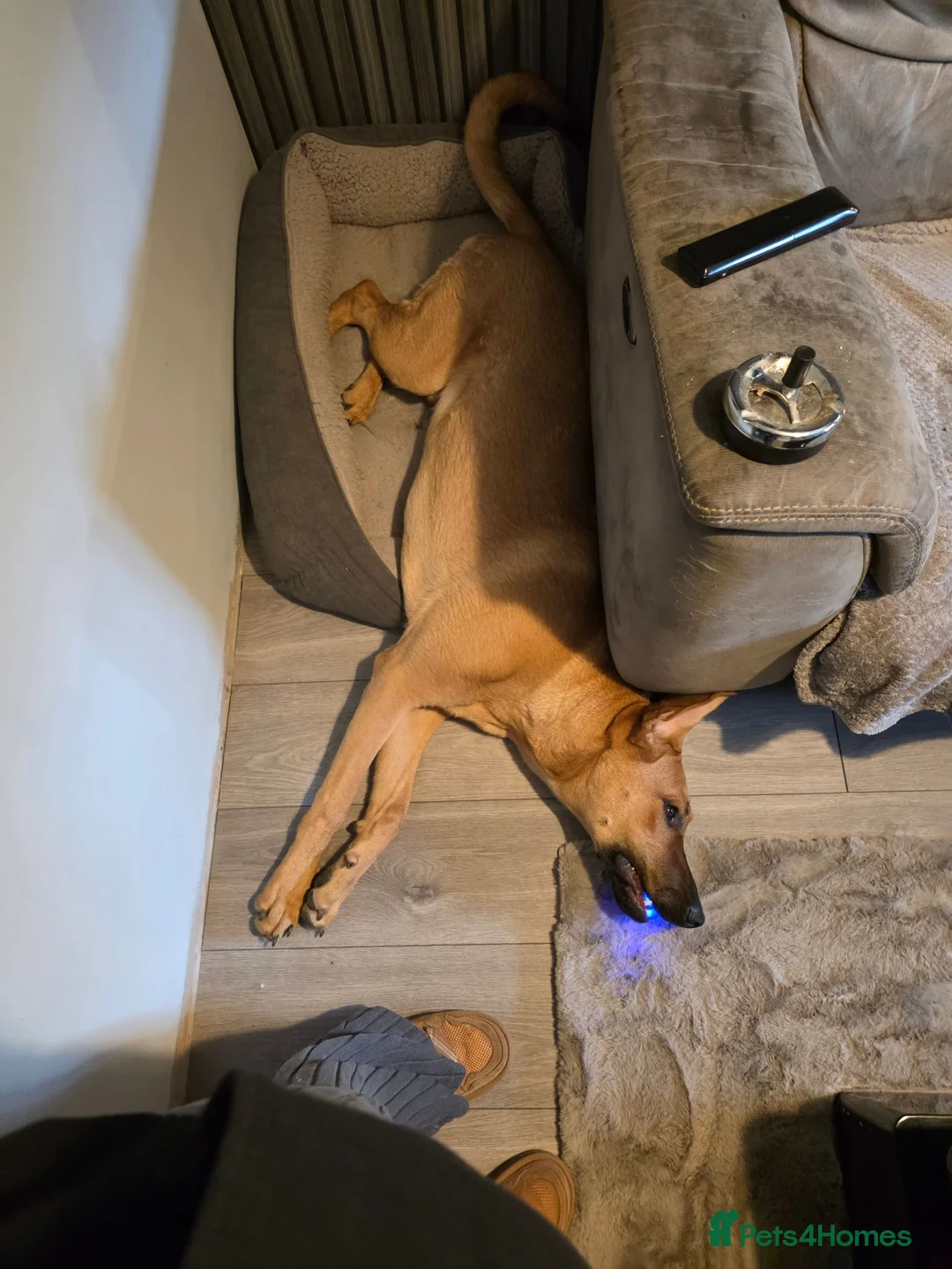 Mixed Breed dogs for sale: Ridgeback cross for sale in Nottingham - Advert 2