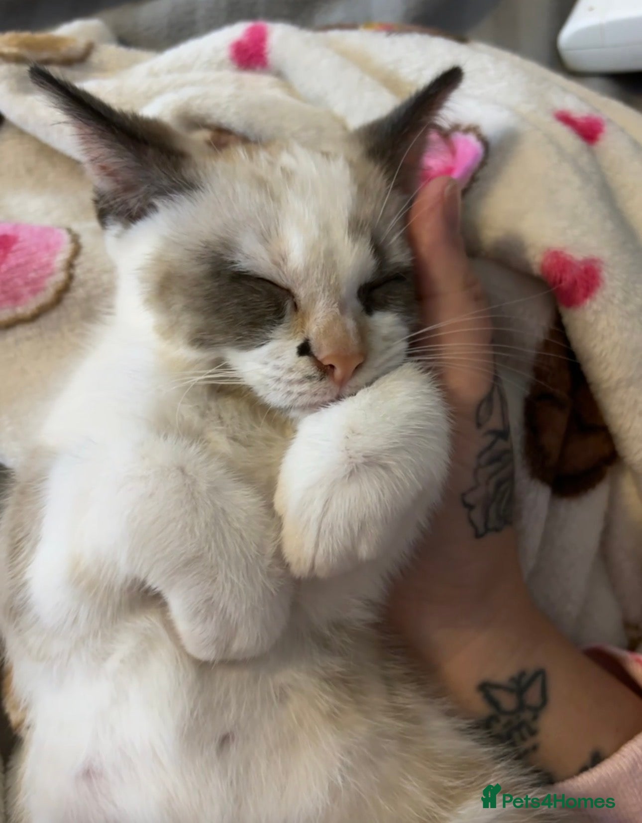 Mixed Breed cats Two lovely kittens for sale  - Advert 17