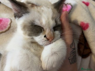 Mixed Breed cats Two lovely kittens for sale - Advert 1