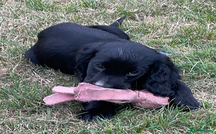 Cocker Spaniel dogs - Advert 7