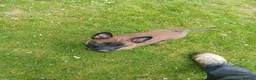 Belgian Shepherd Dog dogs for sale: Belgian Malinois knpv x ring sport fci ikc reg in Omagh - Advert 16