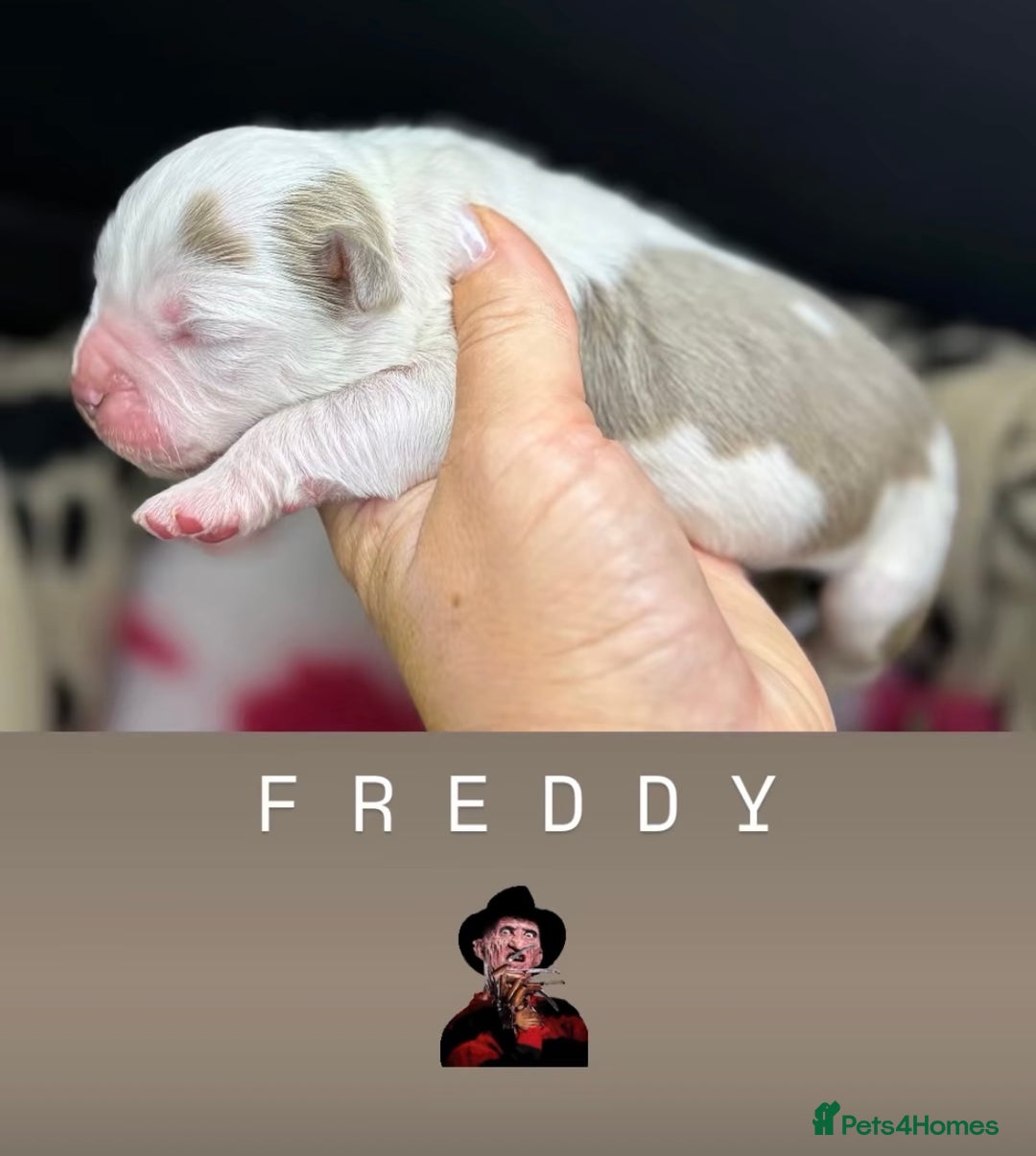 Olde English Bulldogge dogs for sale: The BEST visual fluffy oebs available ⭐️  - Image 22