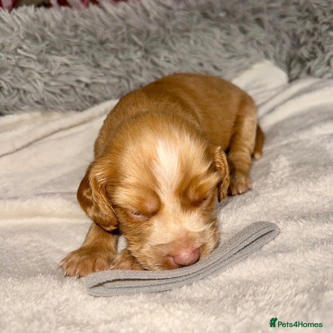 Cocker Spaniel dogs for sale: 🐶THE 8 MISFITS of SHEER BEAUTY🐶 - Advert 22